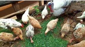 My simple life living // poultry farming & cooking traditional food for lunch//African village life