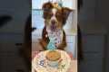 Happy Birthday Ember! Dog friendly